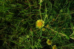 Vicoa indica